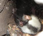 העכבר שמצא מסתור בעץ (צילם: יונתן בן-עמי)